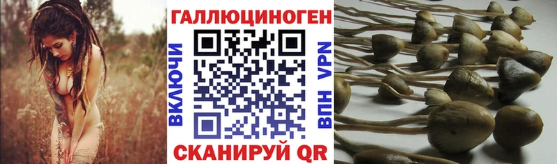 Галлюциногенные грибы Psilocybe  даркнет сайт  Заозёрск 